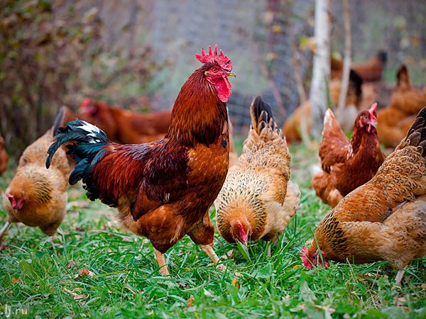 Породы куриц | ЗооТом - продажа, вязка и услуги для животных в Южно-Сахалинске