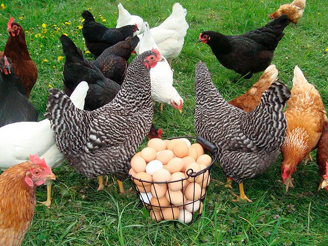 Содержание кур и уход за ними | ЗооТом - продажа, вязка и услуги для животных в Южно-Сахалинске