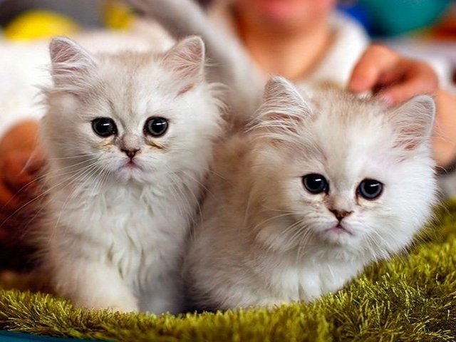 Породы кошек в Южно-Сахалинске | ЗооТом портал о животных