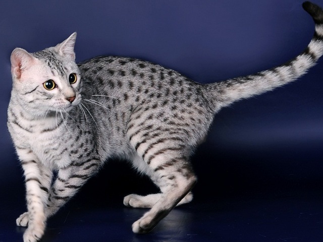 Породы кошек в Южно-Сахалинске | ЗооТом портал о животных