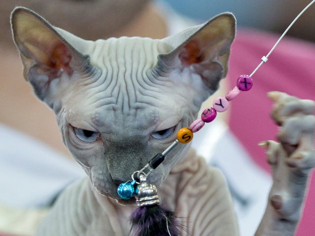 Выставки кошек в Южно-Сахалинске | ЗооТом портал о животных