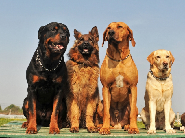 Крупные породы собак в Южно-Сахалинске | ЗооТом портал о животных